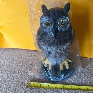 New owl